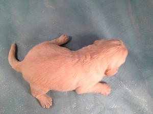 Mix Breed Iowa Puppies for sale, Male Goldendoodle #13 Ready Soon